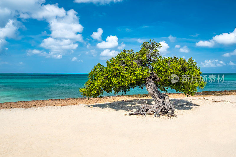 阿鲁巴鹰滩的Divi Tree